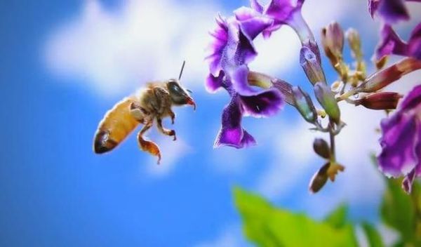 梦到吃蜜蜂是什么意思_梦见吃蜜蜂的预兆