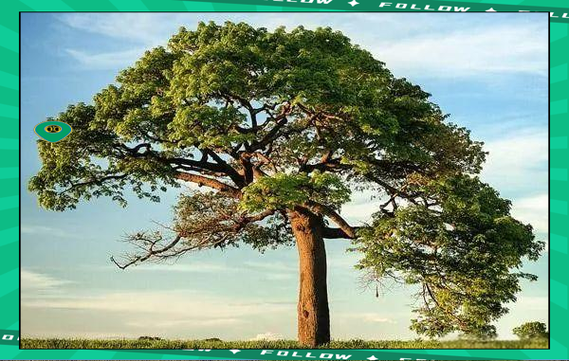 梦到树吃人_周公解梦