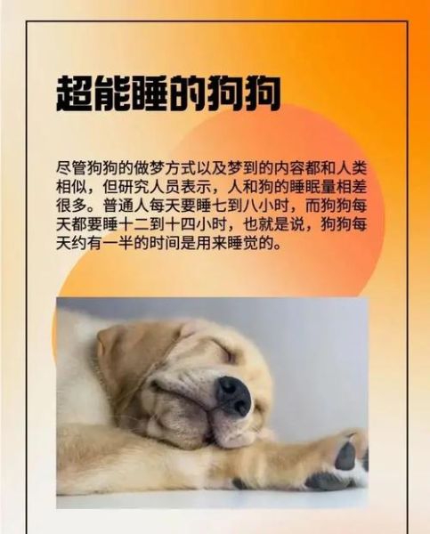 梦到几只小狗是什么意思_梦见多只小狗的预兆