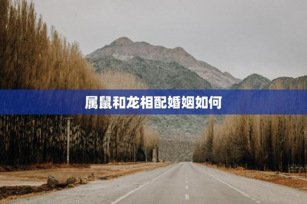 龙和鼠的属相合不合_婚姻财运如何