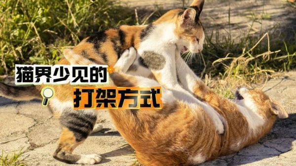 梦到猫打猫是什么意思_梦见猫打架预示什么