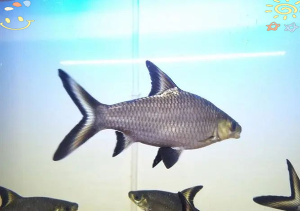 梦到鱼剁了_梦见鱼被剁是什么预兆