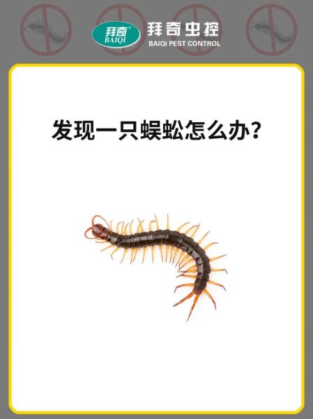 梦到好多蜈蚣是什么意思_梦见蜈蚣缠身怎么办