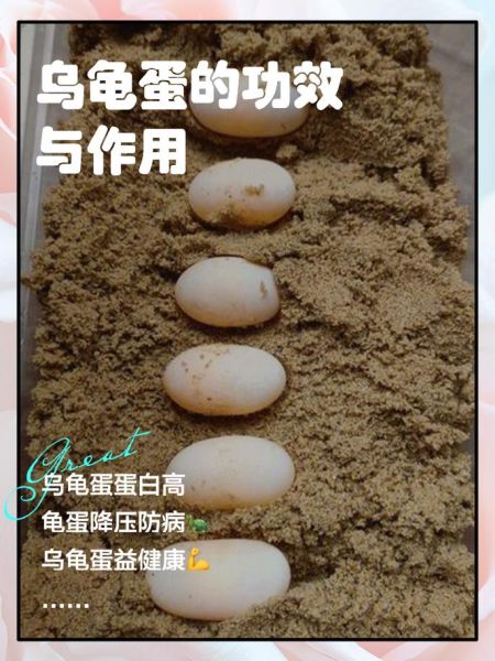 梦到乌龟蛋是什么意思_乌龟蛋梦境解析