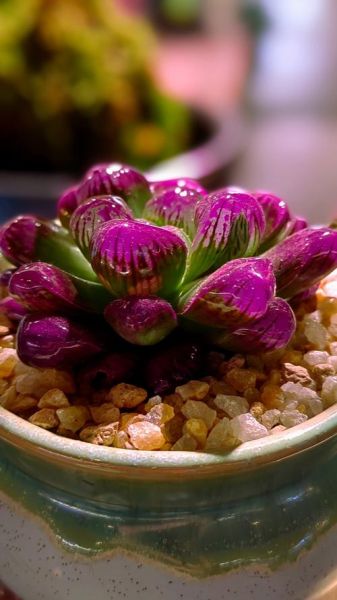 玉露属相是什么_玉露适合什么生肖养