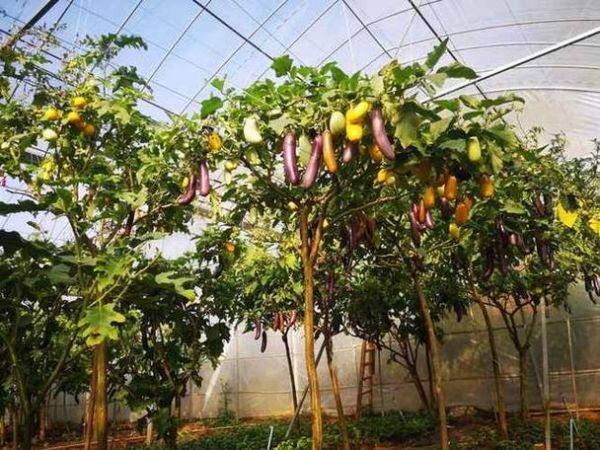 梦到很多茄子_周公解梦茄子寓意