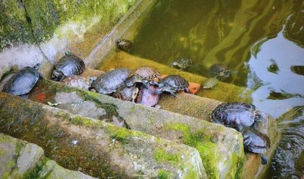 梦到捉乌龟是什么意思_梦见抓乌龟预示什么