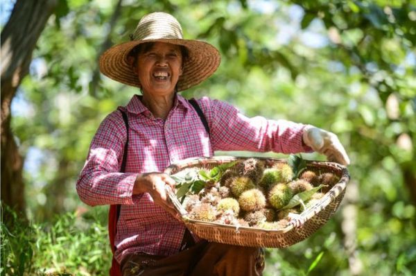 梦到摘板栗是什么意思_梦见摘板栗好不好