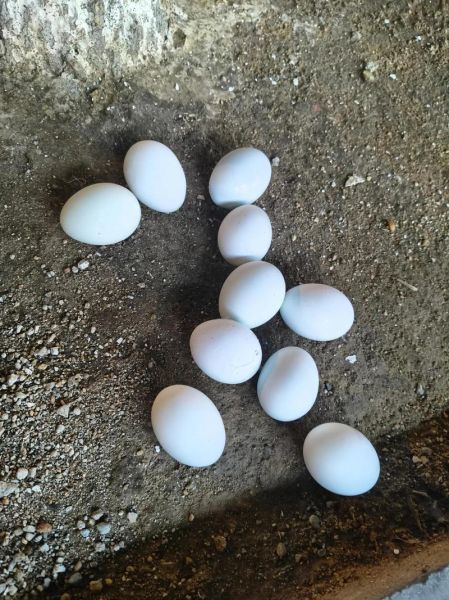 梦到捡鸭蛋是什么意思_周公解梦捡鸭蛋预示什么