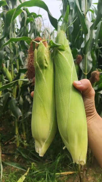 梦到买玉米是什么意思_梦见买玉米预示什么