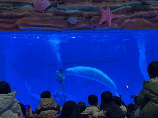 梦到水族馆是什么意思_梦见水族馆预示什么