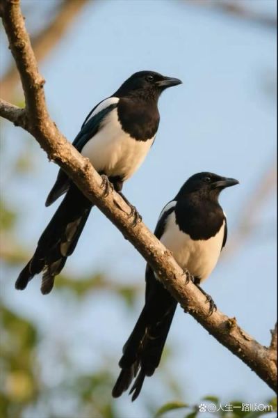 梦到大喜鹊是什么预兆_梦到大喜鹊周公解梦