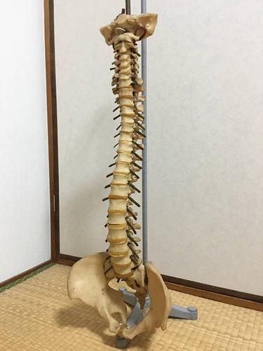 属相骨格怎么看_属相骨格准吗