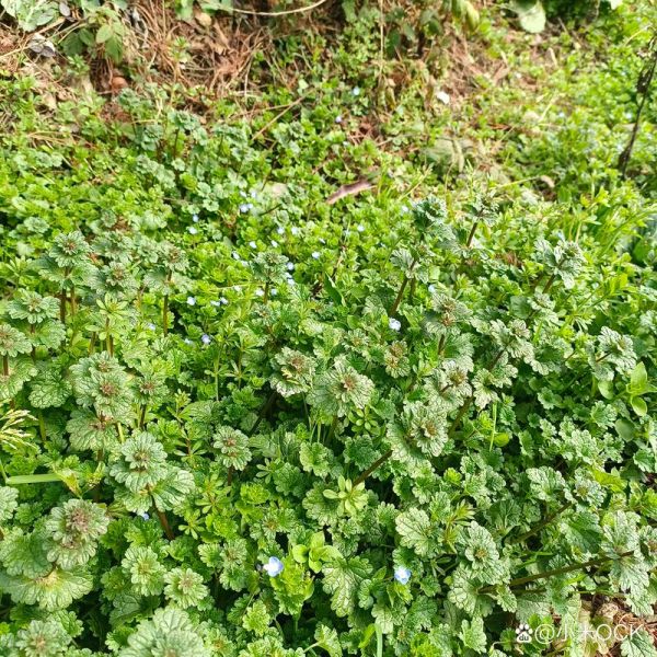 梦到卖草药是什么意思_梦见卖草药预示什么