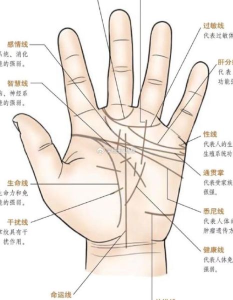 女人手相怎么看财运_女财运手纹图解