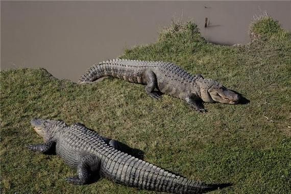 梦到鳄鱼追自己_周公解梦准吗