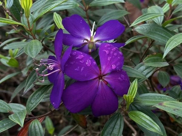 梦到花紫色是什么意思_紫色花朵梦境解析