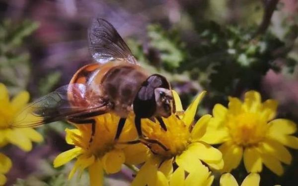 梦到一只蜂_梦见蜜蜂是什么预兆