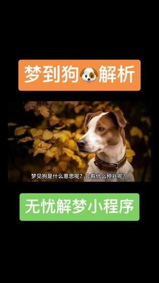 梦到很多只狗_梦见狗群是什么意思