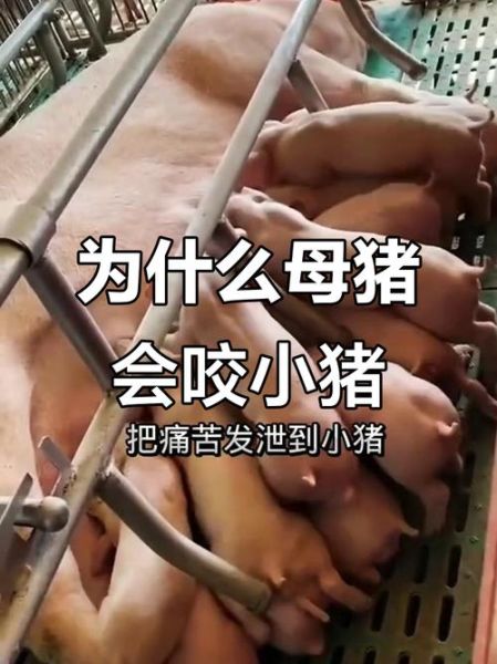 梦到被猪追着咬_是什么意思