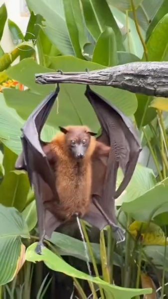 梦到蝙蝠咬我_周公解梦准吗