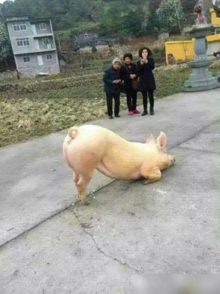 梦到猪在跑是什么意思_梦见猪奔跑的预兆