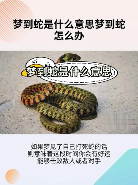梦到蛇变猫是什么意思_梦见蛇变猫预示什么