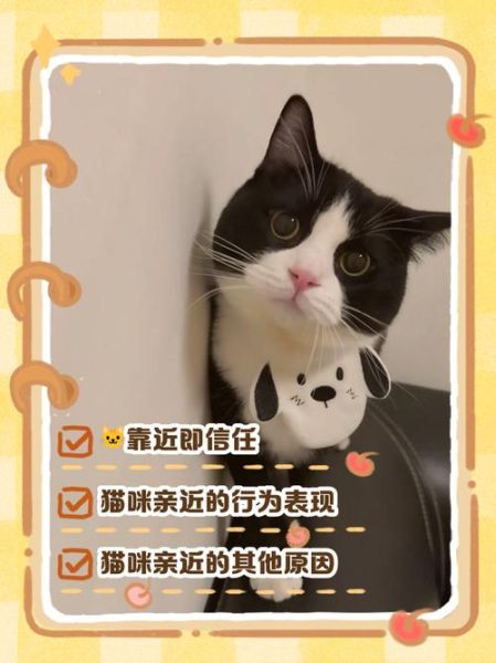 梦到猫扑到身上_什么预兆