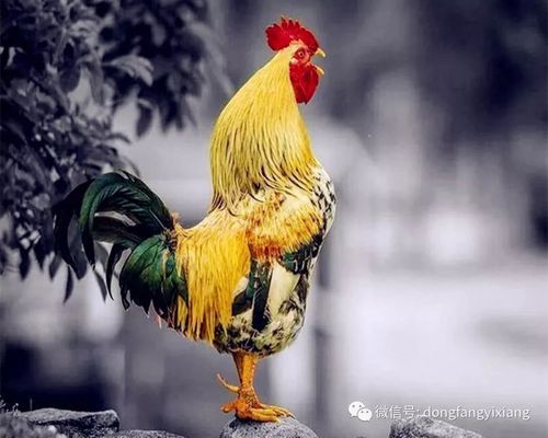 死人属相相冲_如何化解