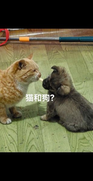 梦到猫和狗是什么意思_梦到猫和狗打架代表什么