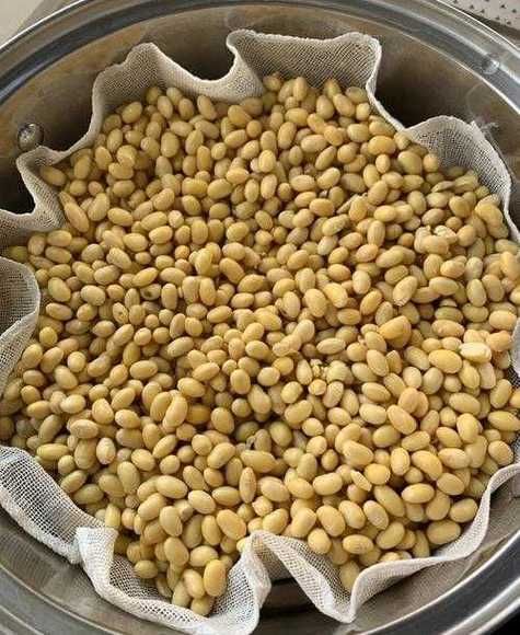 梦到熟豆子是什么意思_梦见熟豆子预示什么