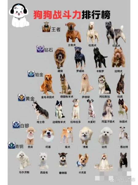 真狗假狗属相_怎么区分真假狗年出生