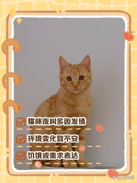 梦到猫是什么意思_梦见猫是什么预兆