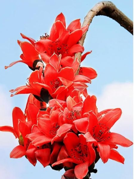 梦到木棉花是什么意思_木棉花梦境解析