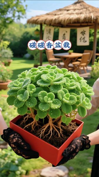 梦到种盆栽是什么意思_梦见盆栽植物代表什么