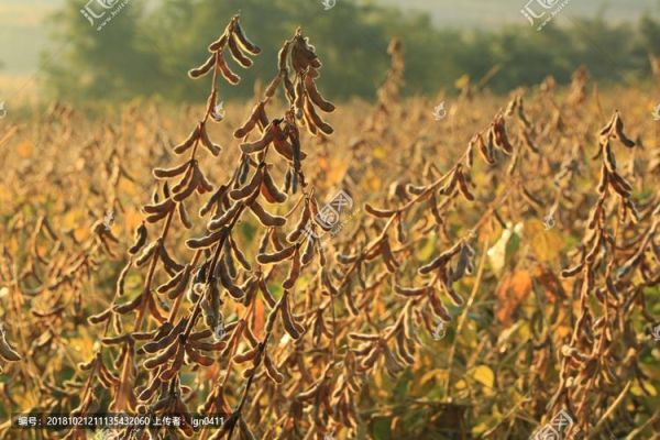 梦到黄豆地是什么意思_黄豆地梦境解析