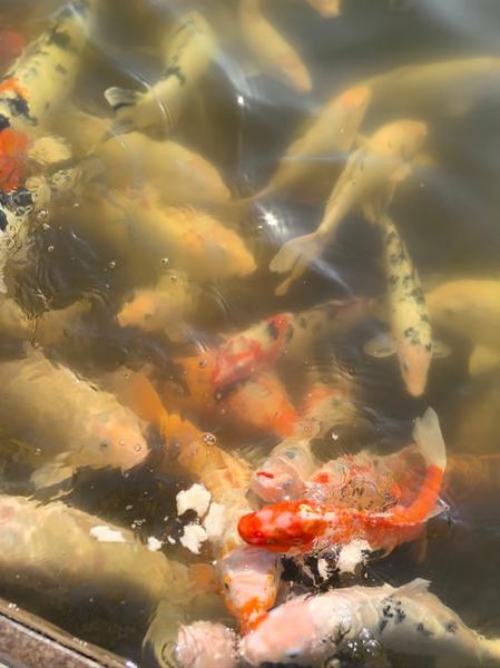 梦到给鱼换水是什么意思_梦见给鱼换水好不好