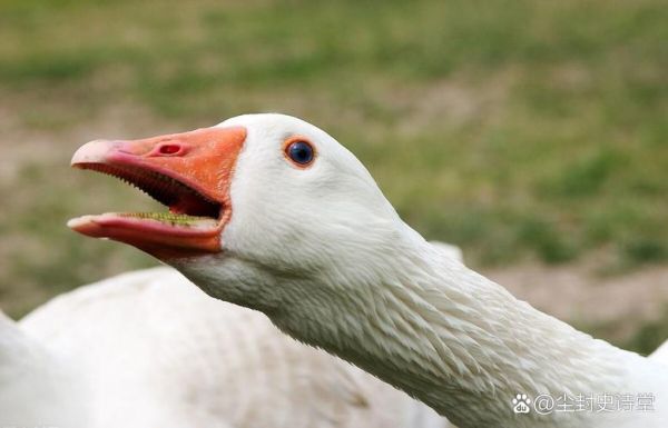 梦到鹅咬人是什么意思_如何化解