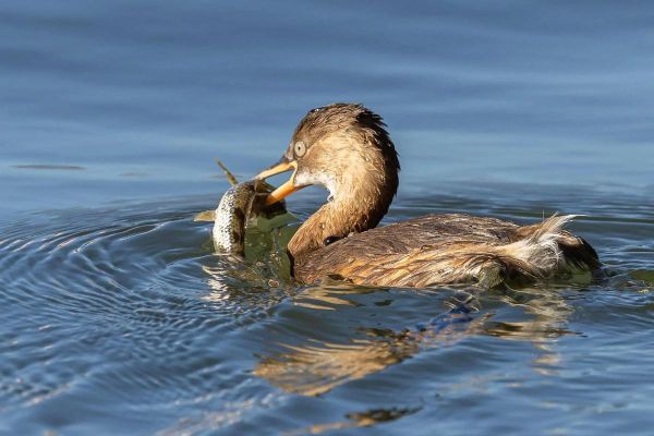 梦到鱼吃鸟是什么意思_鱼吃鸟梦境解析