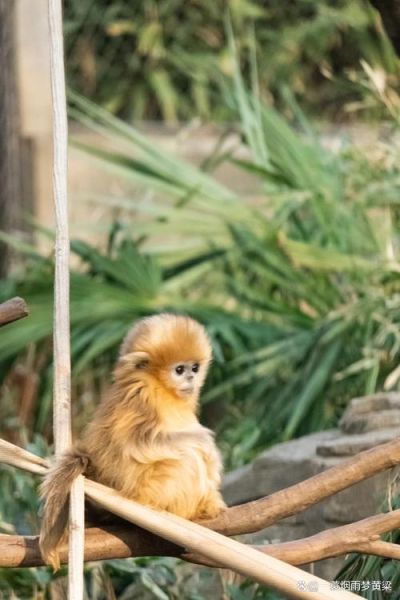 申猴财运_2024年如何提升偏财运