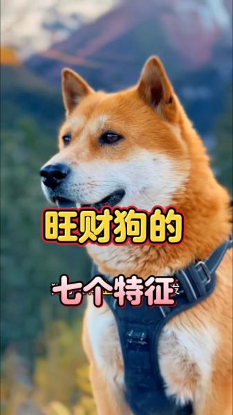 财运旺旺没有狗狗_如何提升偏财运