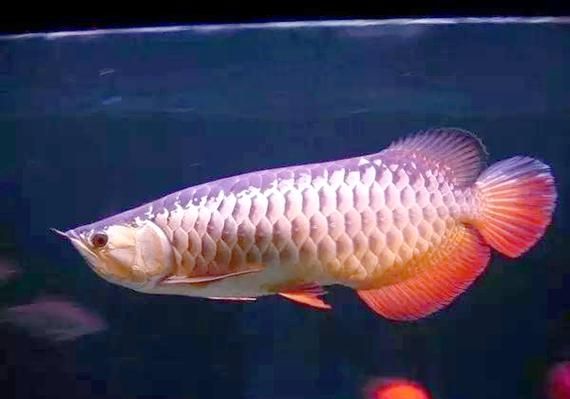 梦到金龙鱼是什么意思_金龙鱼梦境解析