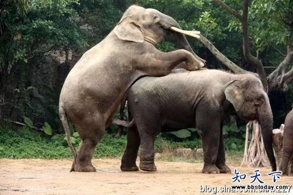 梦到被大象追_是什么意思