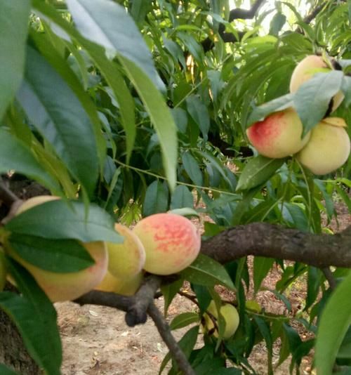 梦到桃园是什么意思_梦到桃园预示什么