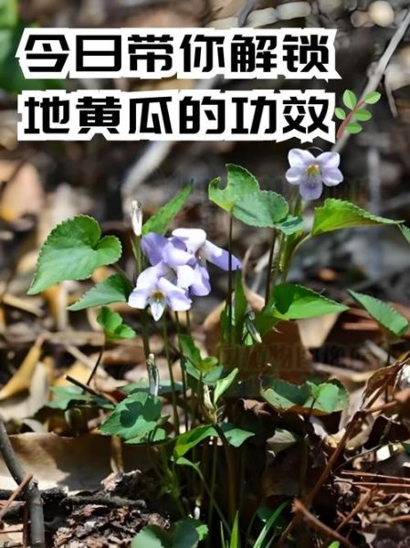 梦到黄瓜地是什么意思_梦到黄瓜地预示什么