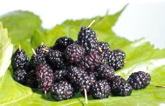 梦到买桑葚是什么意思_梦见买桑葚预示什么