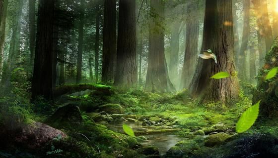 梦到树林是什么意思_梦见树林代表什么