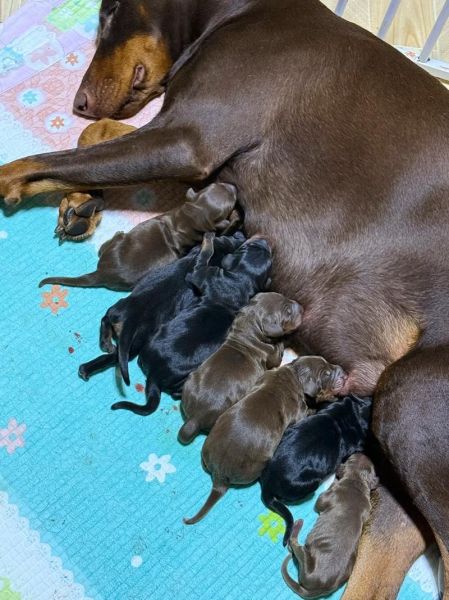 梦到给狗接生_梦见狗生小狗是什么意思