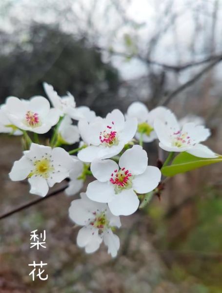 梦到梨花开是什么意思_梦见梨花盛开预示什么