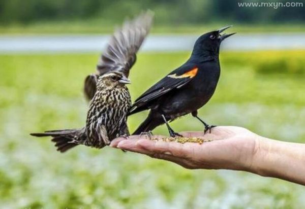 梦到捉鸟是什么意思_捉鸟梦境预示什么